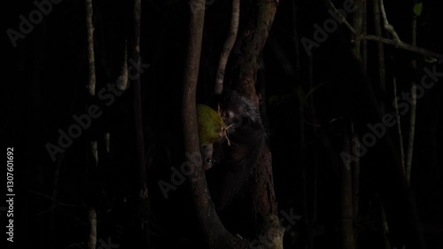Aye-aye, Daubentonia madagascariensis, night animal in Madagascar. Aye-aye nocturnal lemur monkey in the nature habitat, coast forest in Madagascar, widllife nature. Rare endemic