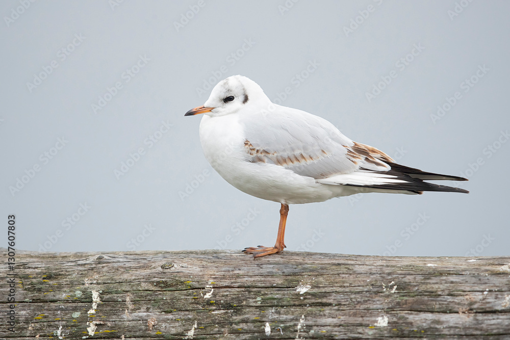 Obraz premium First winter black-headed gull (chroicocephalus ridibundus) in winter plumage