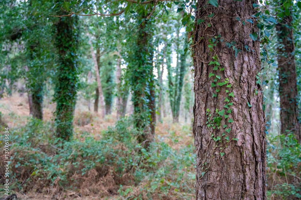 Naklejka premium Green deep forest in mountain near bay Boka and Kotor town in Montenegro in winter time