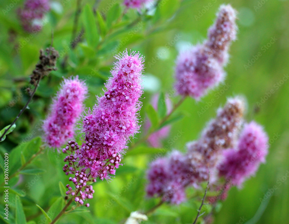 Obraz premium Spiraea salicifolia is blooming in the garden