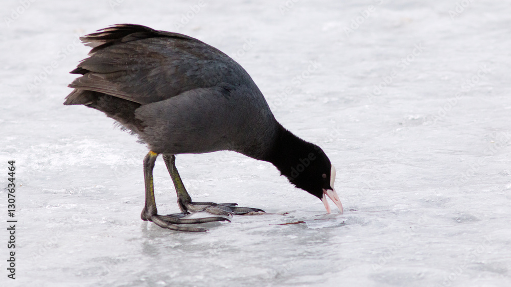 Obraz premium black backed vulture