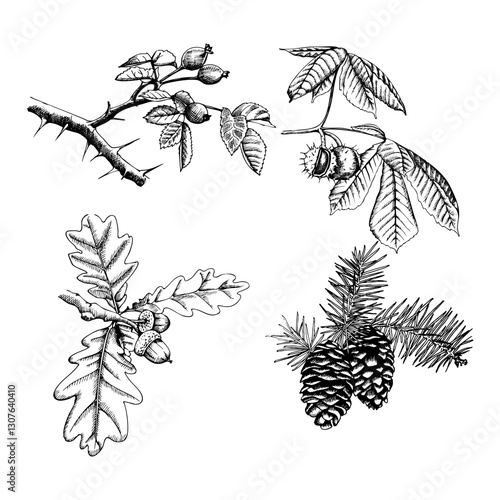 This is a black-and-white vector linear illustration of a set of branches. 