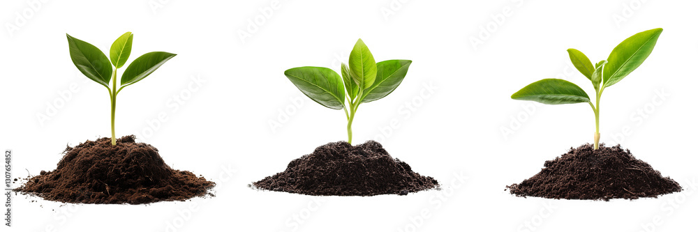 Young plant growing from soil 4k png cutout transparent background Young plant growing from soil 4k png cutout transparent background