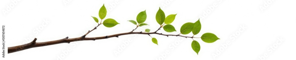 Fototapeta premium Single birch branch isolated on white background, tree, branch, single
