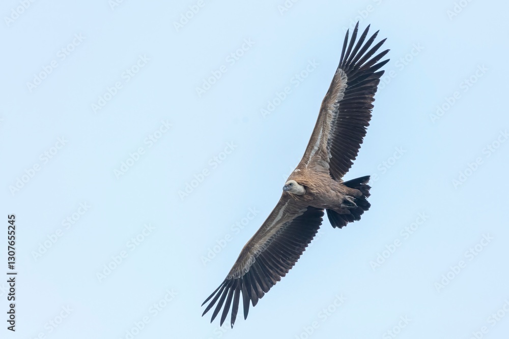 Obraz premium A majestic Griffon vulture (Gyps fulvus) soars with outstretched wings against a clear sky in Monfragüe, Spain. A powerful symbol of wildlife and freedom