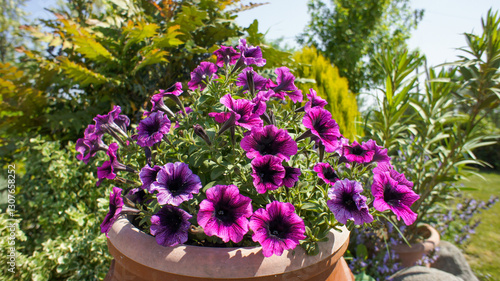 Purple flower of Petunia occidentalis, summer plant in the garden or landscape architecture design