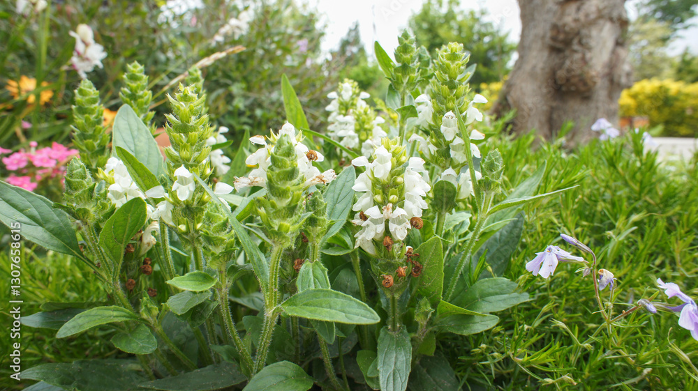 White low flower of Prunella laciniata or cutleaf selfheal, medicine use, in the garden or landscape architecture design White low flower of Prunella laciniata or cutleaf selfheal, medicine use, in the garden or landscape architecture design