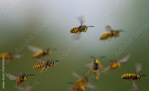 swarm of dangerous insects wasps flying in summer garden on green background