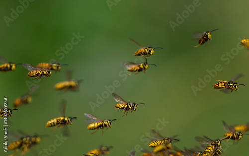 swarm of dangerous insects wasps flying in summer garden on green background