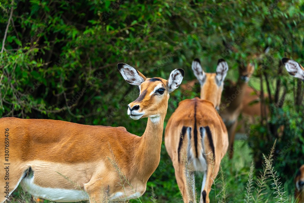 Herd of Impalas eating from a bush at the Maasai Mara, Kenya. Herd of Impalas eating from a bush at the Maasai Mara, Kenya.