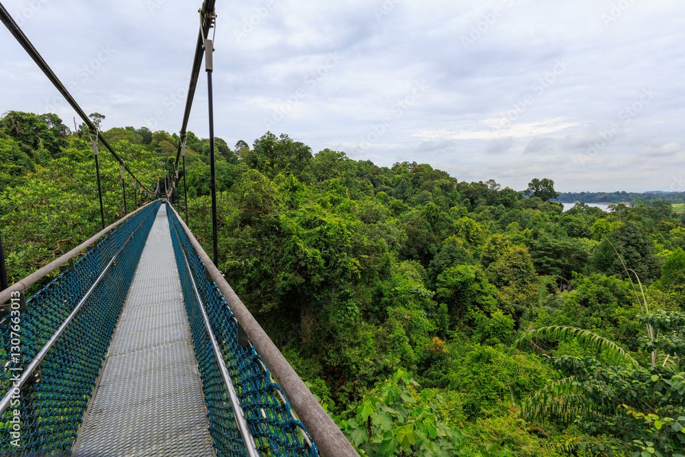 HSBC TreeTop Walk with suspension bridge and rainforest panorama in MacRitchie Reservoir in Central Catchment Nature Reserve, Singapore HSBC TreeTop Walk with suspension bridge and rainforest panorama in MacRitchie Reservoir in Central Catchment Nature Reserve, Singapore