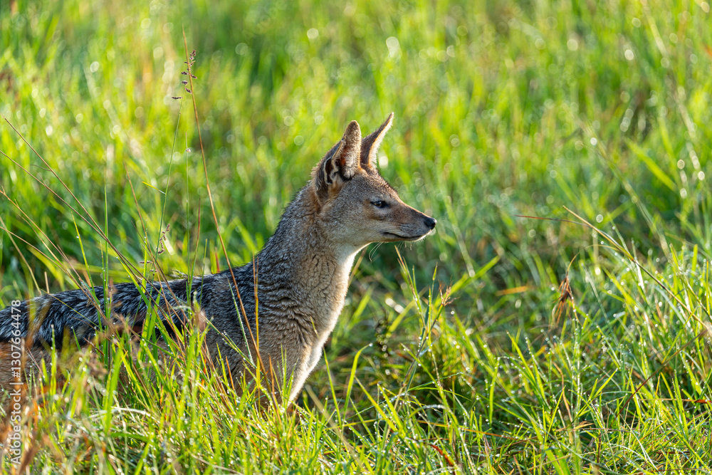 Obraz premium Close-up video of a Black-Backed Jackal scavenging for food at the Maasai Mara, Kenya. 