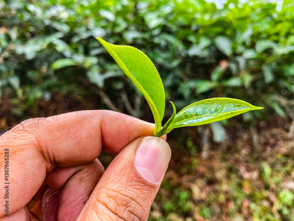 Close-Up of Freshly Plucked Tea Leaves in Hand – Organic Tea Harvesting in Bangladesh, Lush Plantation Background & Premium Agriculture Details Close-Up of Freshly Plucked Tea Leaves in Hand – Organic Tea Harvesting in Bangladesh, Lush Plantation Background & Premium Agriculture Details