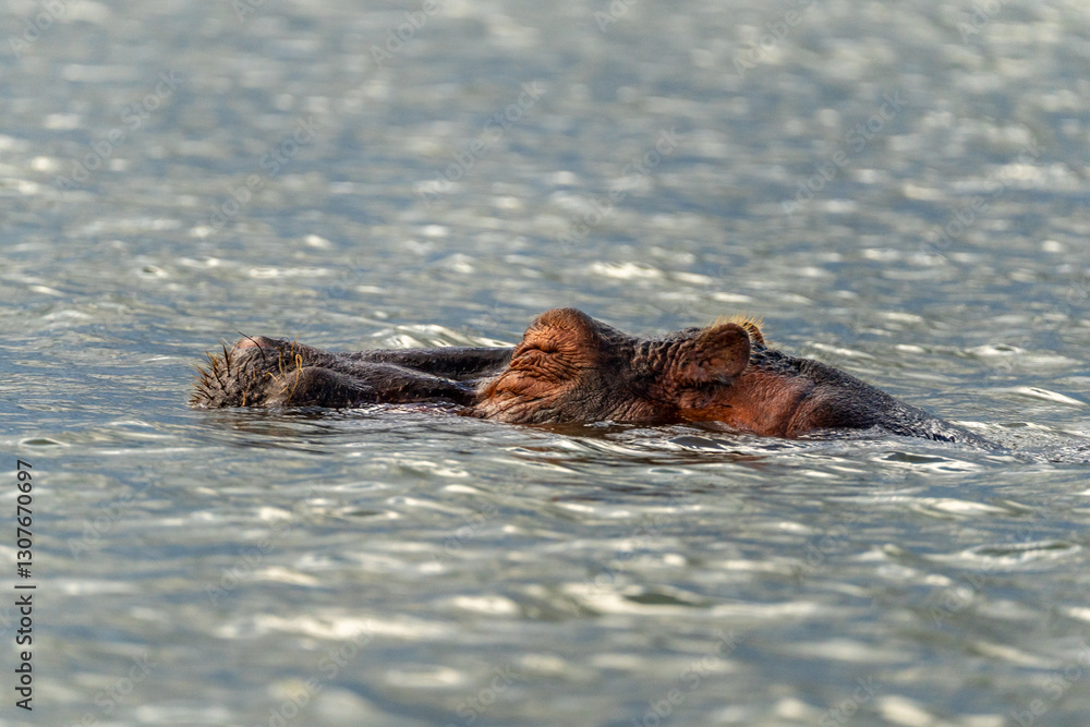 Obraz premium A hippopotamus or hippo partially submerged in the water of Lake Naivasha in Kenya.