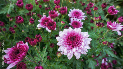 Yellow, pink, white and red flowers Chrysanthemum indicum or Indian Asteraceae family, in the garden or landscape architecture design, close up photos, blurry background