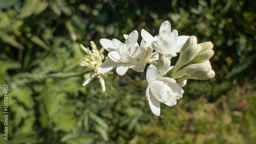 White flower of Agave amica or Polianthes tuberosa, perennial plant in the family Asparagaceae, parfume extracts, in the garden or landscape architecture design