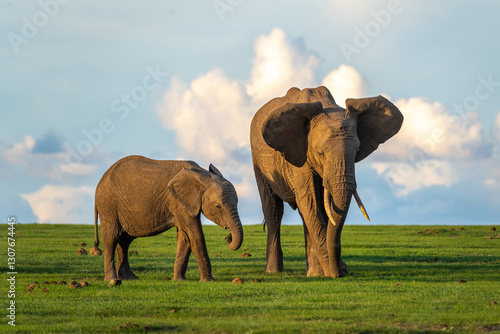 Fotografie A baby elephant walking with its mother through the savanna of Ol Pejeta Conservancy in Kenya