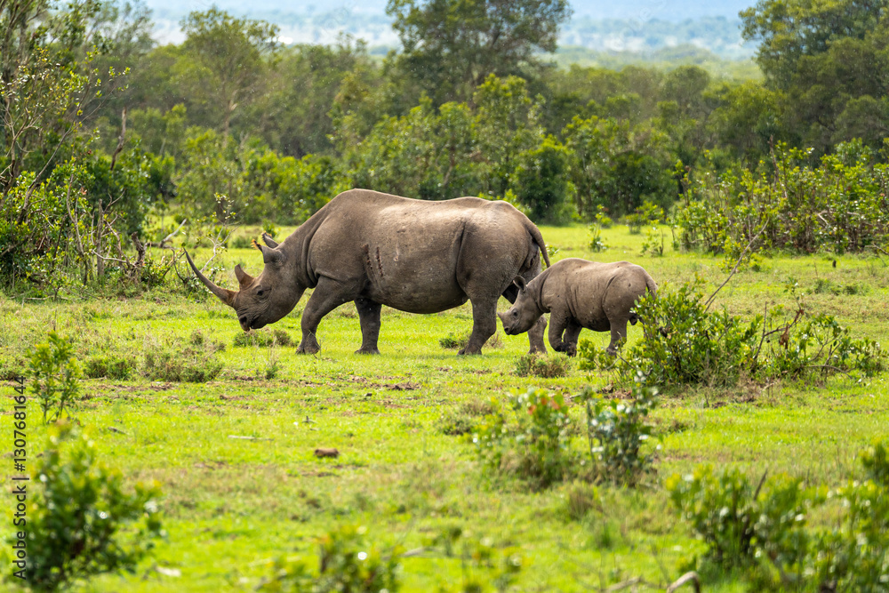 Fototapeta premium A mother rhinoceros and her calf strolling through the lush greenery of Ol Pejeta Conservancy, Kenya.