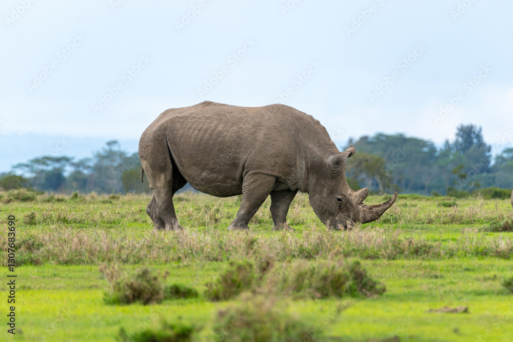Fototapeta premium An African Southern White Rhino Grazing on Grass at Ol Pejeta Conservancy, Kenya.