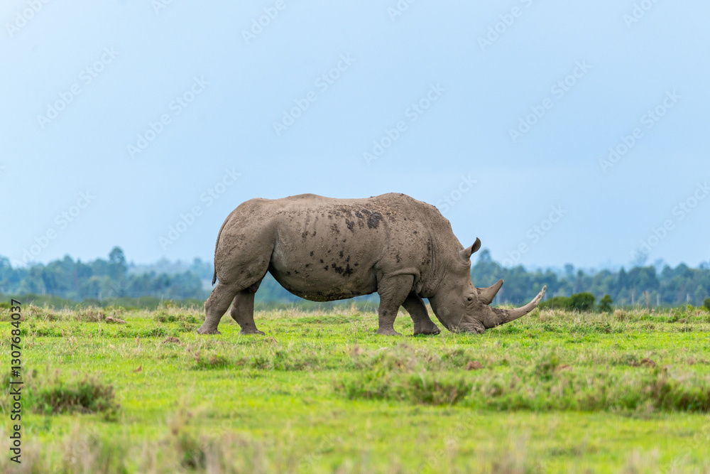 Fototapeta premium An African Southern White Rhino Grazing on Grass at Ol Pejeta Conservancy, Kenya.