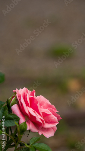 Close-up of a beautiful pink rose in bloom with a blurred natural background
