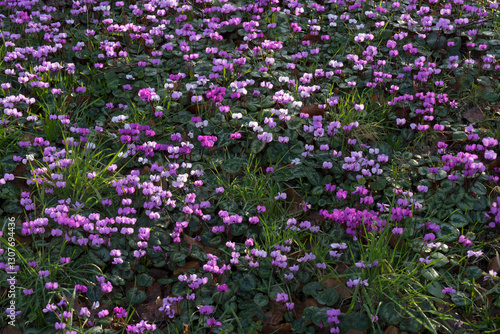 carpet of flowering winter cyclamen.