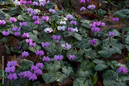 Beautiful winter flowering cyclamen