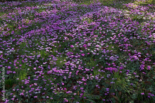 Miniature winter flowering cyclamen
