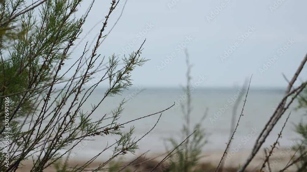 Branches of evergreen plants against sea on cloudy day close up. Beach background and calm landscape with light wind of beautiful wild beach without people. Branches of evergreen plants against sea on cloudy day close up. Beach background and calm landscape with light wind of beautiful wild beach without people.