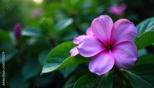 Large purple blooms dominating a verdant background of leaves and stems, gardenia, flora