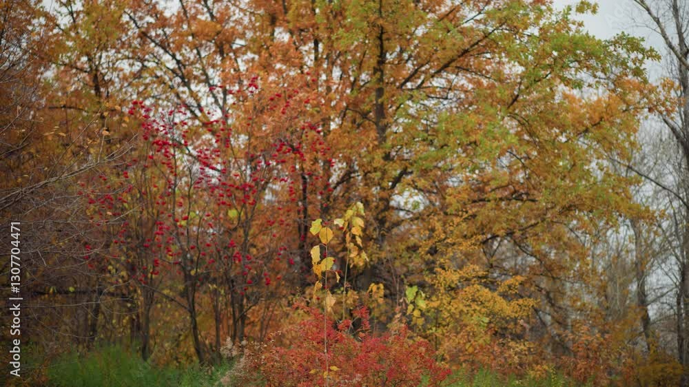 Vibrant autumn park filled with golden foliage, lush greenery, and red berry bushes, creating a picturesque seasonal landscape, trees display a mix of warm hues, capturing the beauty of nature Vibrant autumn park filled with golden foliage, lush greenery, and red berry bushes, creating a picturesque seasonal landscape, trees display a mix of warm hues, capturing the beauty of nature