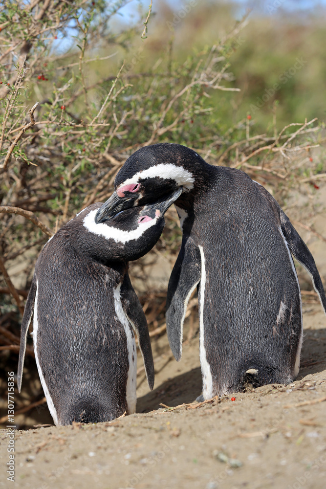 Obraz premium Imagen de una pareja de pingüinos de Magallanes en el Parque Nacional Monte León, Patagonia, Argentina