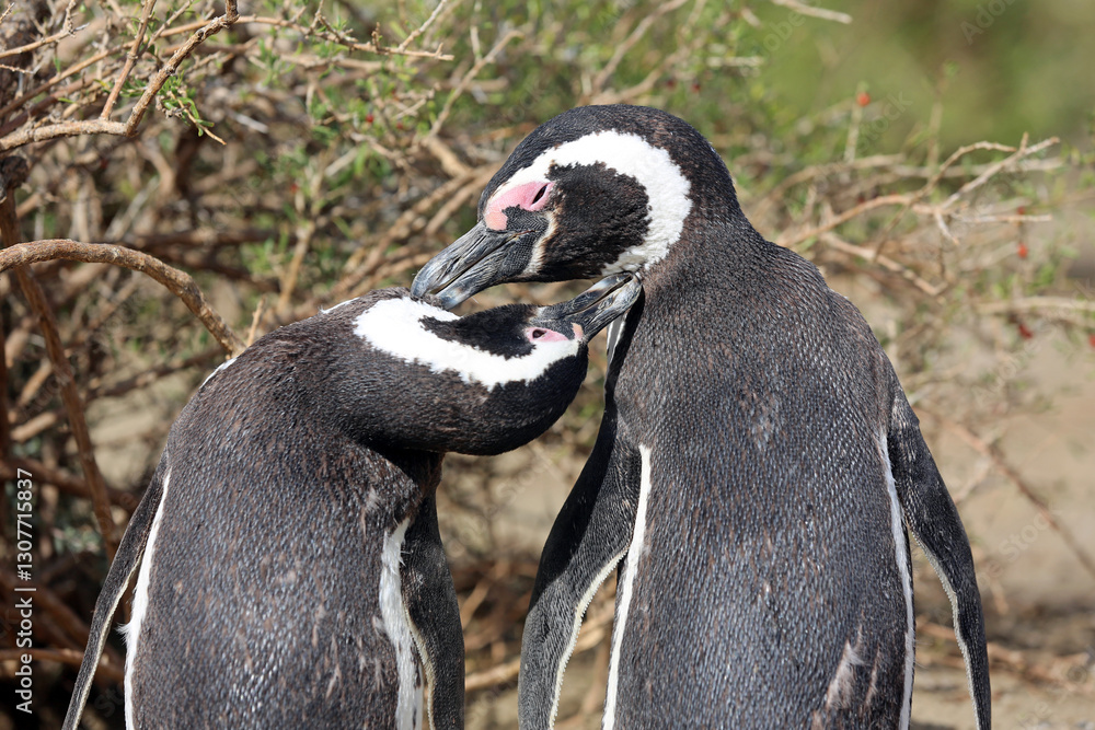 Naklejka premium Imagen de una pareja de pingüinos de Magallanes en el Parque Nacional Monte León, Patagonia, Argentina