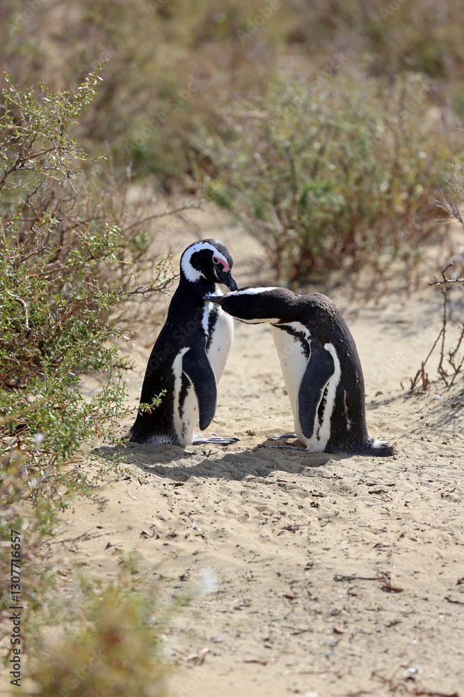 Obraz premium Imagen de una pareja de pingüinos de Magallanes en el Parque Nacional Monte León, Patagonia, Argentina