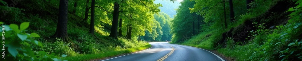 Fototapeta premium Dense forest foliage along winding mountain pass road, trees, landscape, greenery
