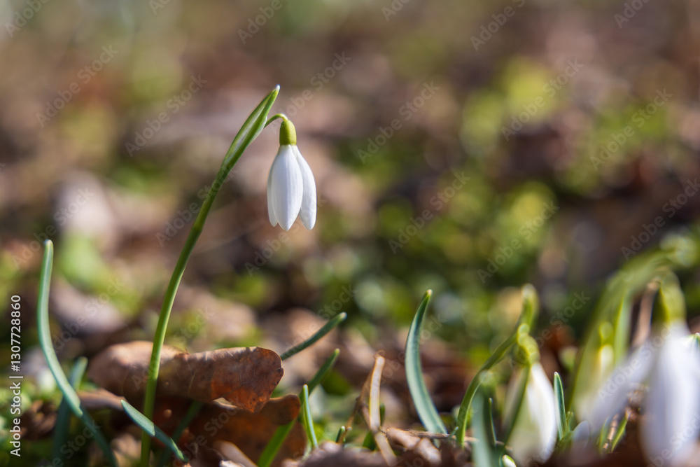 Spring white flower Snowdrop - Galanthus in wild forest Spring white flower Snowdrop - Galanthus in wild forest