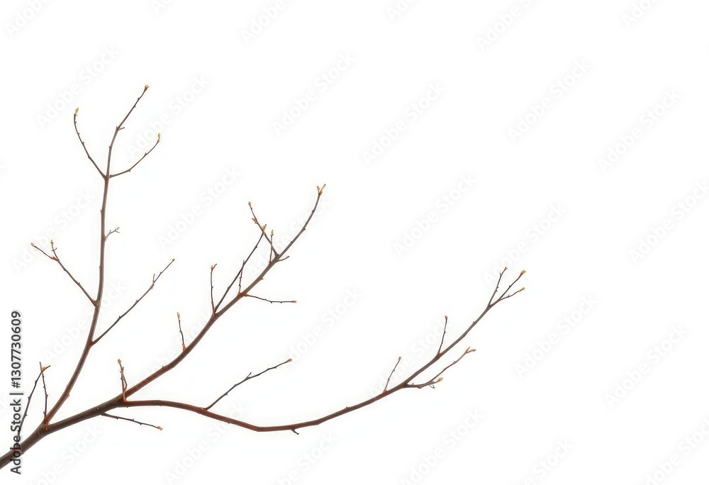 Delicate, bare branches isolated against a pure white backdrop, clean, organic Delicate, bare branches isolated against a pure white backdrop, clean, organic