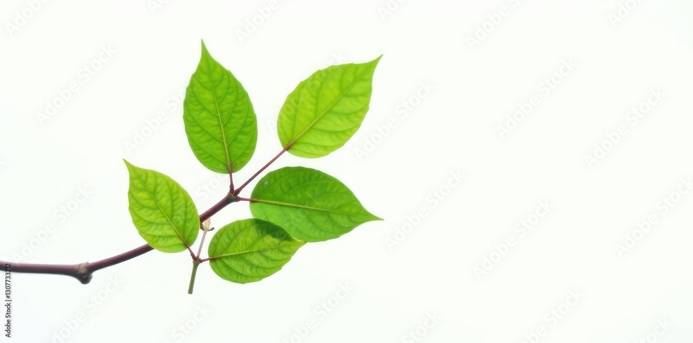 Obraz premium Focus on a single branch with leaves isolated against white, nature, closeup