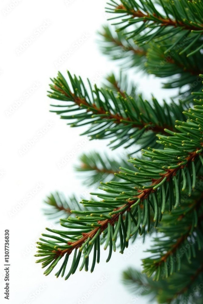 Large spruce branch isolated on white with a few needles attached, foliage, winter elements Large spruce branch isolated on white with a few needles attached, foliage, winter elements