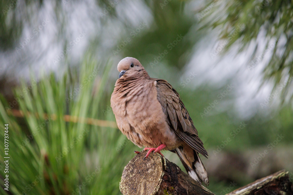 Fototapeta premium Eared Dove (Zenaida auriculata) perched on a branch.