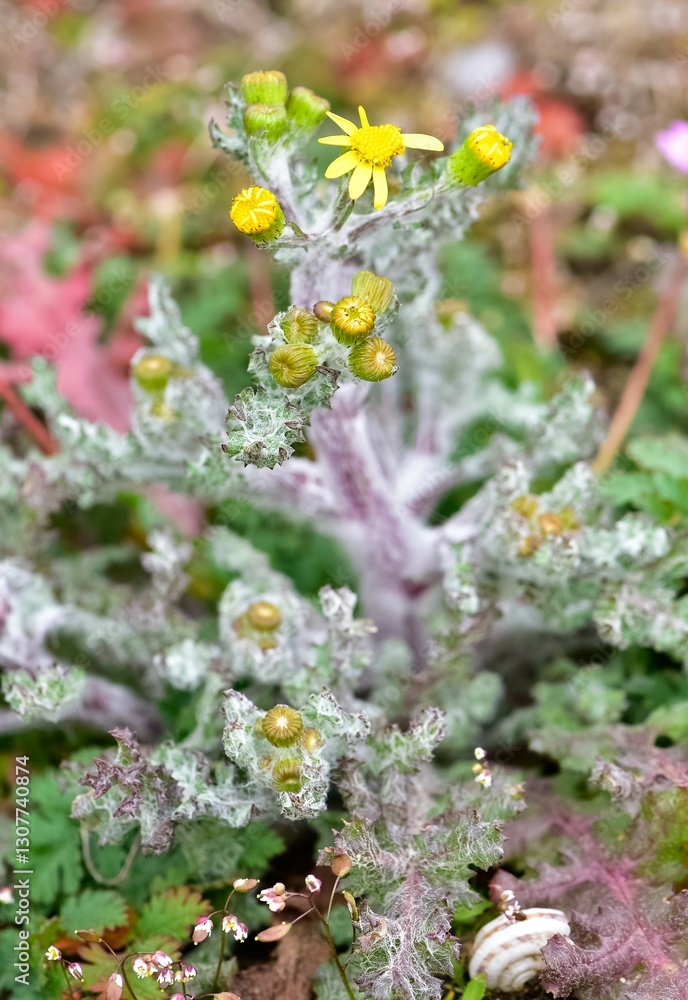 Images of wild plants and flowers. Photos of plants with yellow flowers. Images of wild plants and flowers. Photos of plants with yellow flowers.