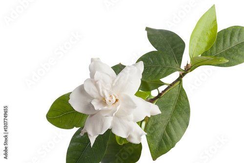 beautiful white flower gardenia on  White background