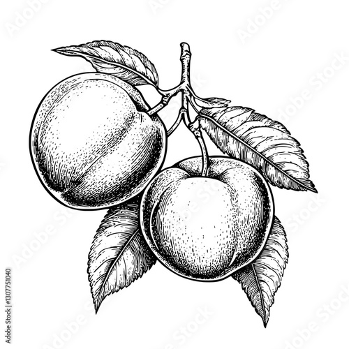 Elegant engraving of ripe peaches hanging from a leafy branch in a whimsical garden setting