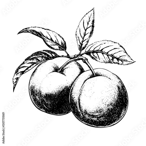 Engraved illustration capturing the beauty of ripe plums nestled among lush leaves in a vintage style