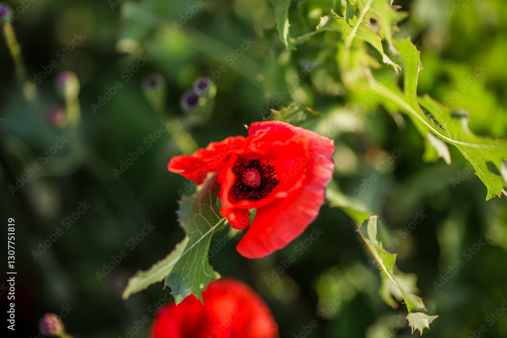 Close-up of a red poppy against green background in an open field Close-up of a red poppy against green background in an open field