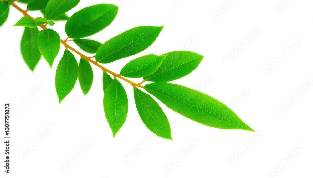 Fototapeta premium Single vibrant green plant isolated on pure white background, nature, studio shot