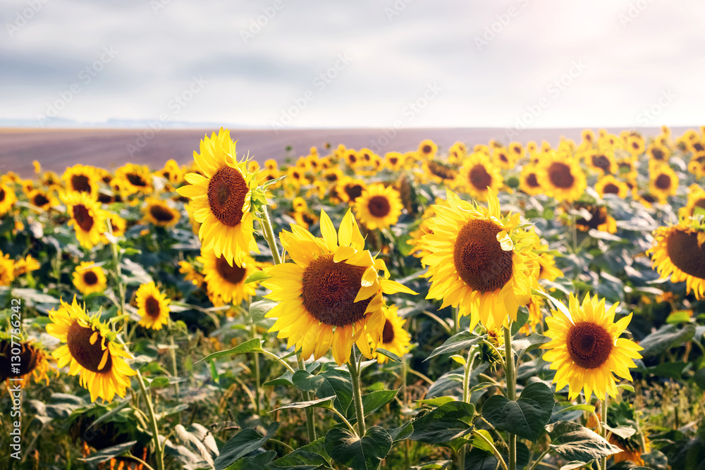 Fototapeta premium Endless field of sunflowers (Helianthus annuus) with bright yellow flowers stretching to the horizon, against a gray sky with clouds, summer day
