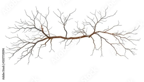 Bare, intricately branched tree limbs isolated on pure white backdrop, stem, image