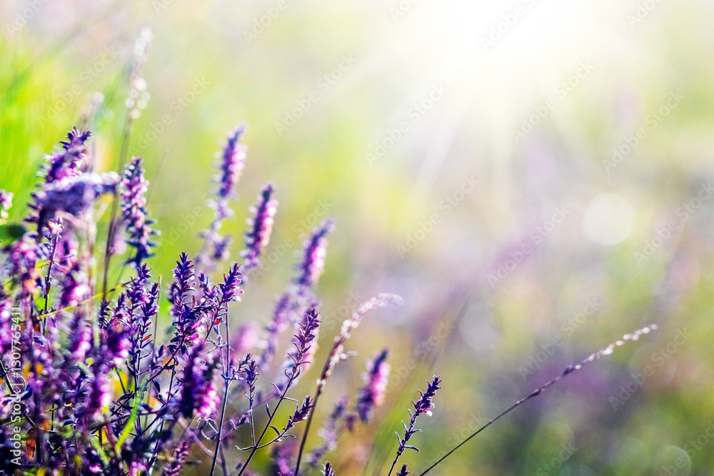 Naklejka premium Lavender (Lavandula) field with purple flowers, illuminated by the morning sun, close-up