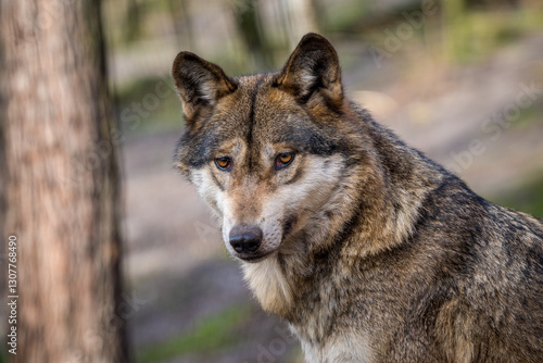 Eurasian wolf in the forest